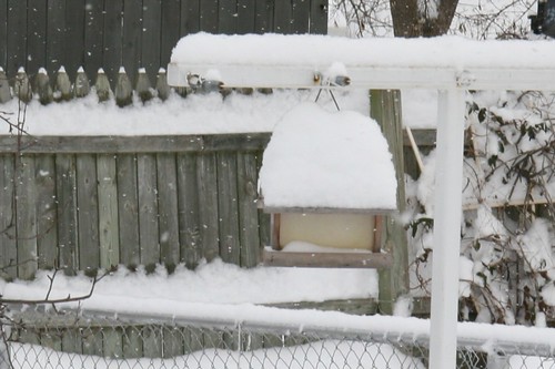 birdhouse snow