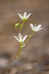 Common saxifrage