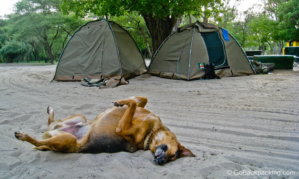 Campground dog in Botswana