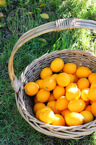 baskets and baskets of lemons