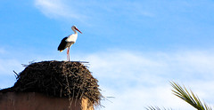 Lone stork