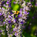 Bee on Lavender in Croatia • <a style="font-size:0.8em;" href="https://www.flickr.com/photos/21540187@N07/5316273086/" target="_blank">View on Flickr</a>