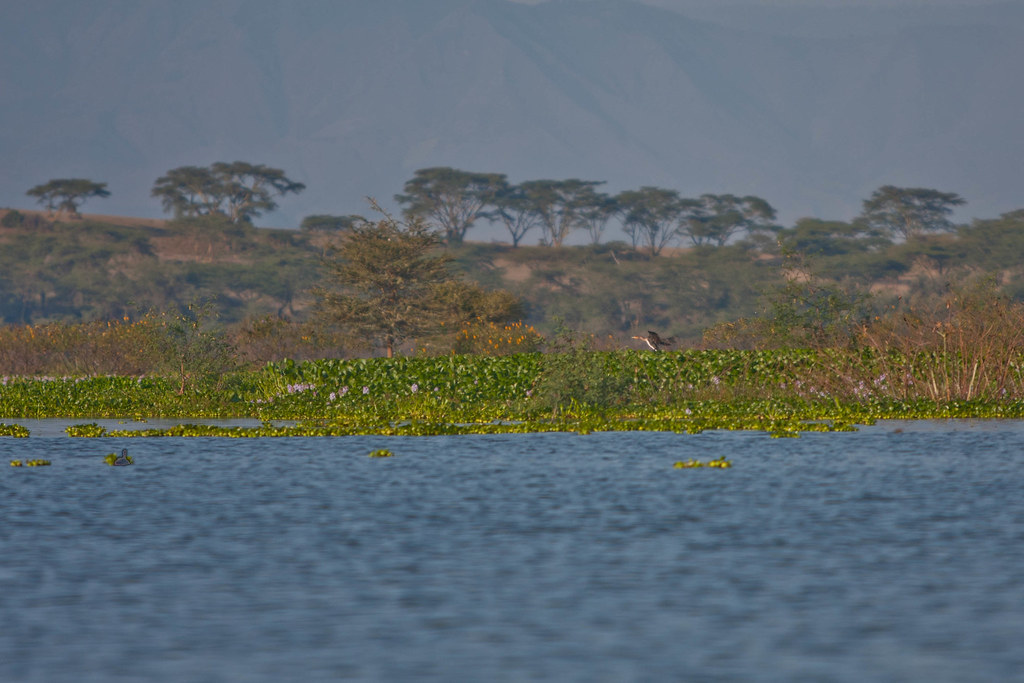 Озеро Найваша Кения. Национальный парк Найваша Кения схема. Озеро Найваша Кения вид сверху. Найваша Кения схема. Озера африканского разлома