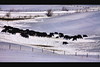 Cattle in the Snow by Phil Roeder, on Flickr