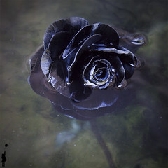 La negra flor