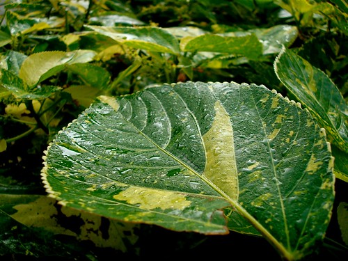 Early Morning Leaf