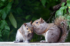 squirrel secrets