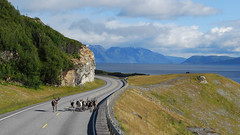 Reindeer at Alta Fjord