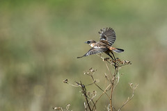 Stonechat ( There are other birds at Tidemills )