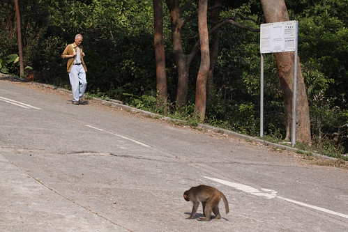Why did the monkey cross the road?