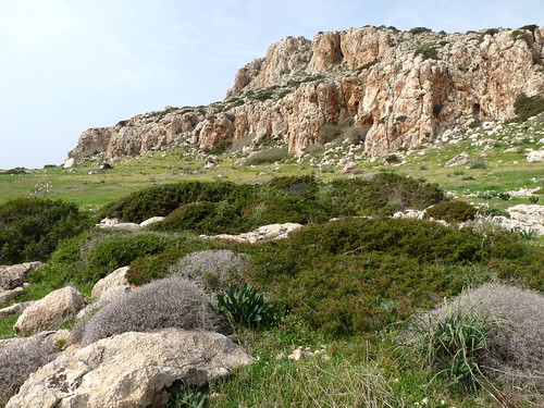 Kurdstenskvätta, Cape Greco, Cypern