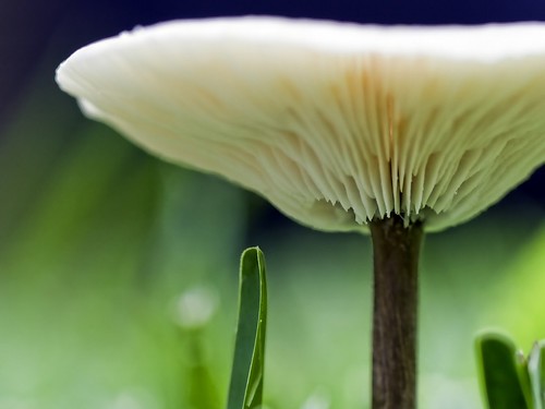 underneath the mushroom