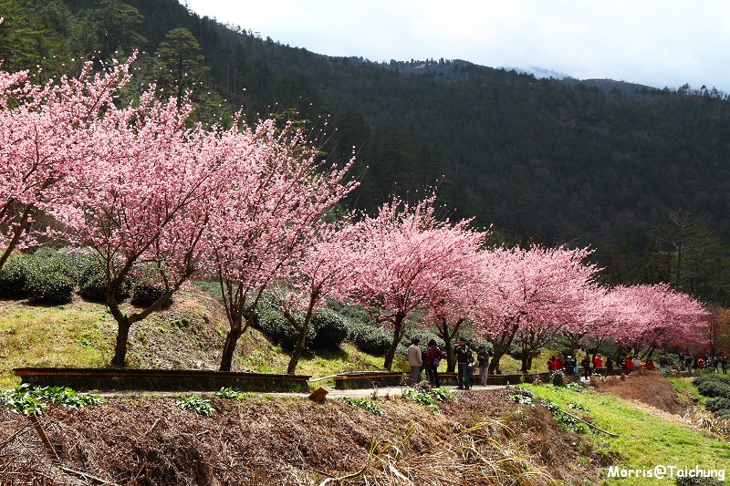 武陵農場粉紅櫻花季 (120)