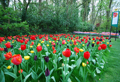 Keukenhof Tulips Garden18