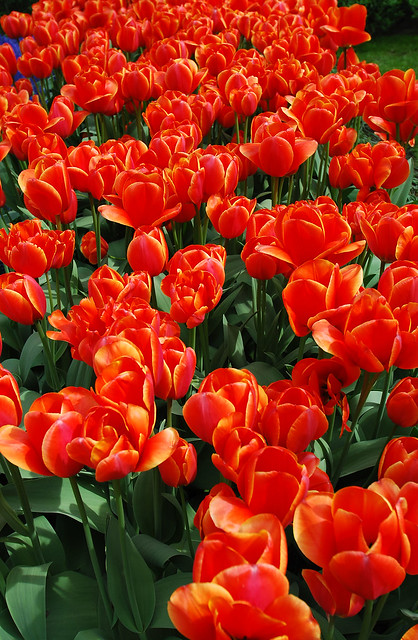 Keukenhof Tulips Garden15