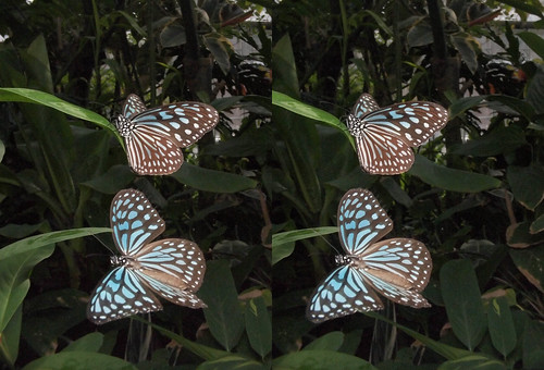 Ideopsis similis, stereo parallel view