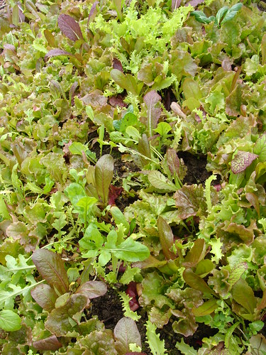 Spring Mix