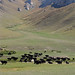 Livestock roaming Tash-Rabat valley - Kyrgyzstan