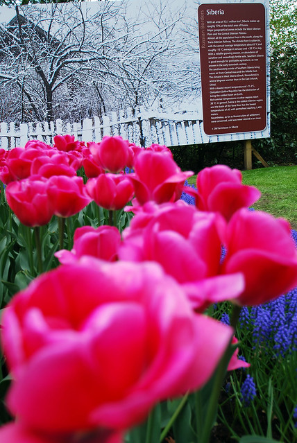 Keukenhof Tulips Garden14
