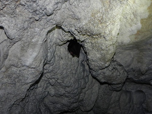 Barbastelle grotte Banges 012