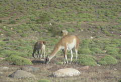 Guanacos - Patagonia, Chile • <a style="font-size:0.8em;" href="http://www.flickr.com/photos/34335049@N04/5456815093/" target="_blank">View on Flickr</a>