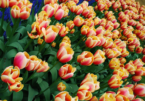 Keukenhof Tulips Garden12