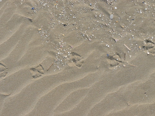 seagulls tracks & tiny pieces of broken seashells