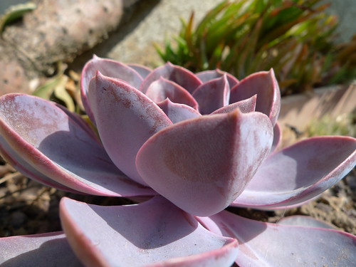 Succulent Plant Information: 07-Mar-2011