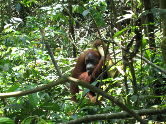 Orangutan, Sumatra