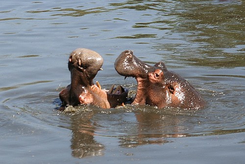 hippo nosh contest