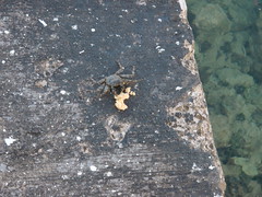 Crab in Jamaica