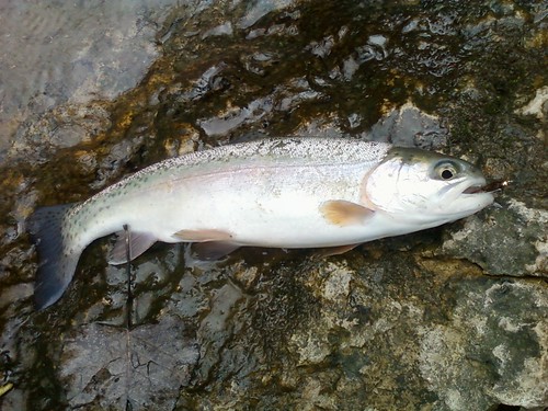 Downward, horizontal view of a rainbow trout on a rocky stream bank