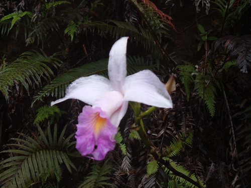 Bach Ma orchid