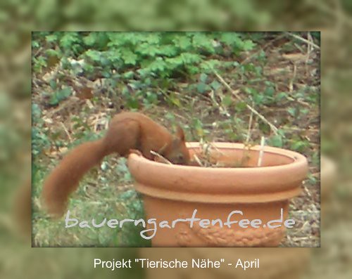 Neugieriges Eichhörnchen in unserem Garten, 6. April 2007