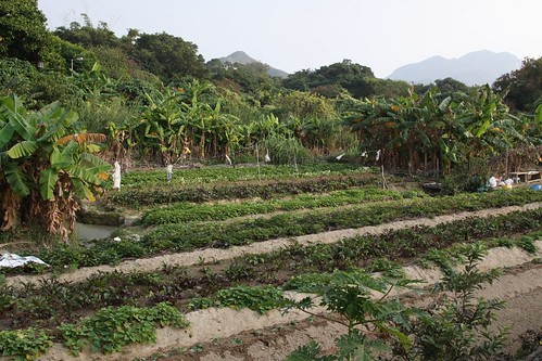 Farmland on Lamma Island, surrounded by banana trees
