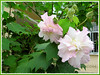 Hibiscus mutabilis (Confederate Rose, Cotton Rose, Cotton Rosemallow, Changeable Rose)
