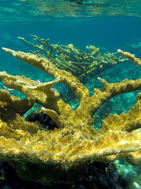 Elkhorn Coral - Acropora palmata by nashworld, on Flickr