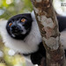 Madagascar Ankanin'Nofy Palmarium lemur
