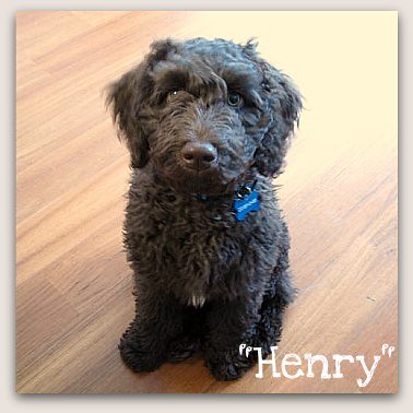 Chocolate Labradoodle - Henry