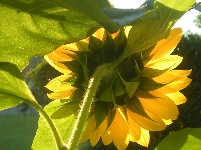 back of a sunflower in the morning sunshine