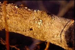 White sclerotia of the southern blight fungus. Photo courtesy Alan R. Biggs, West Virginia Univ.