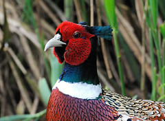 male pheasant