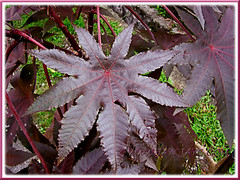 Ricinus communis (Castor Bean, Castor Oil Plant) with beautiful reddish-purple, palmately-lobed leaves