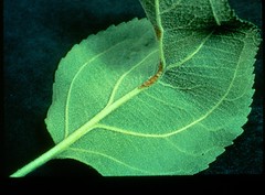 Blister spot infection on leaf mid-vein. Photo courtesy T. van der Zwet, USDA.