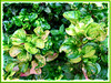 Alternanthera ficoidea (Joseph’s Coat, Parrot Leaf, Calico Plant, Sanguinarea, Bloodleaf, Joyweed, Copperleaf)