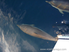 Delfines durante la regata Ophiusa