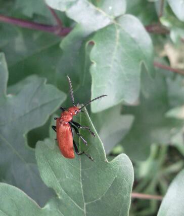 Cardinal beetle - countryside near Leiden, The Netherlands