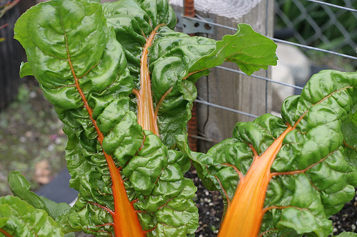 Vegetable Garden 2011 - June 25