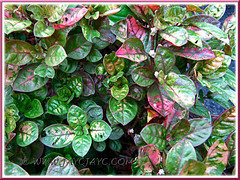 Alternanthera ficoidea with variegated foliage (green-white-pink-red-purple) in the neighbourhood