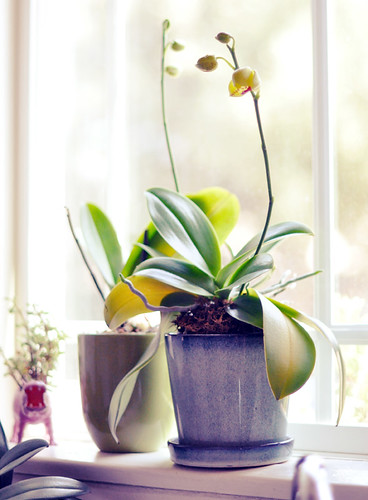 regrowing orchids   
